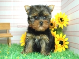 teacup yorkie